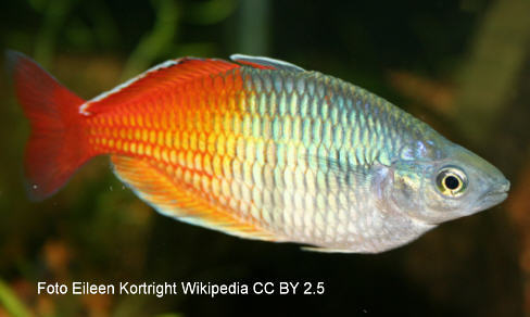 Harlekin Regenbogenfisch