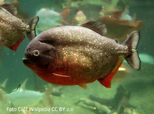 Roten Piranha (Pygocentrus nattereri)