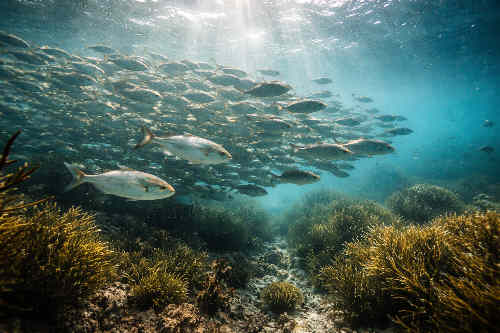 Fische im offenen Wasser