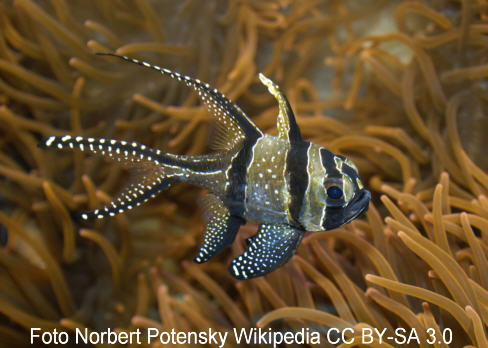 Banggai-Kardinalbarsch