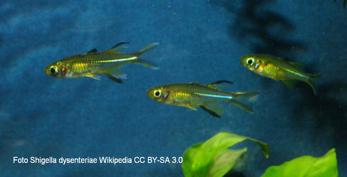 Celebes-hrenfisch