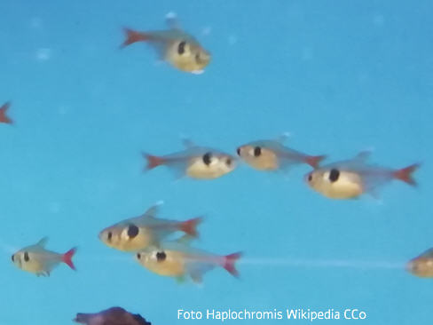 Foto vom Fisch