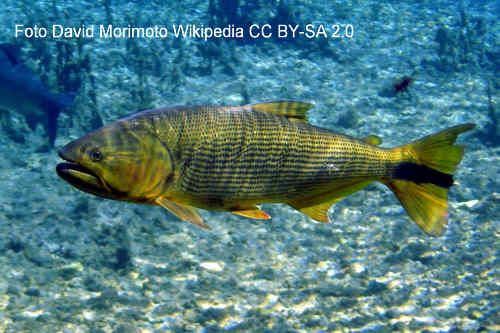 Gestreifter Scheibensalmler