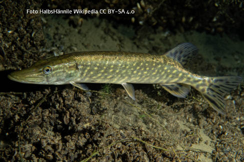 Foto vom Fisch