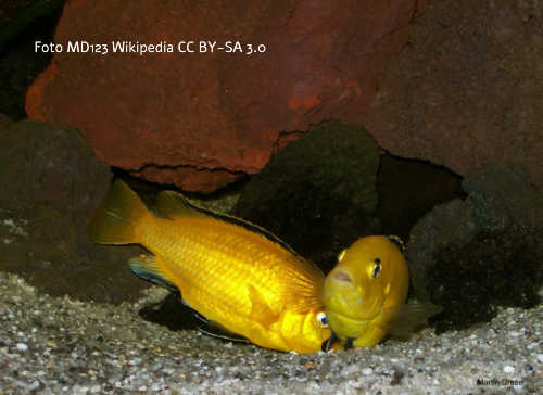 Labidochromis Yellow