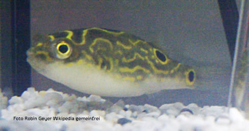 Palembang Kugelfisch