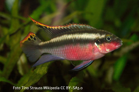 Foto vom Fisch