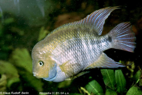 Foto vom Fisch