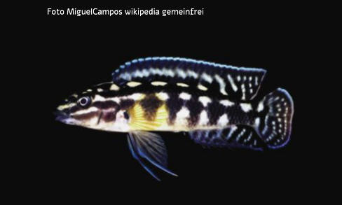 Foto vom Fisch