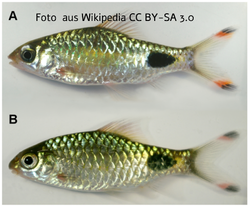 Foto vom Fisch
