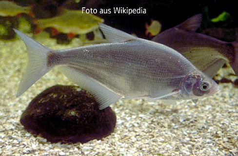 Foto vom Fisch