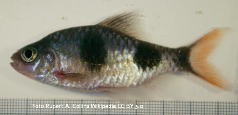 Foto vom Fisch