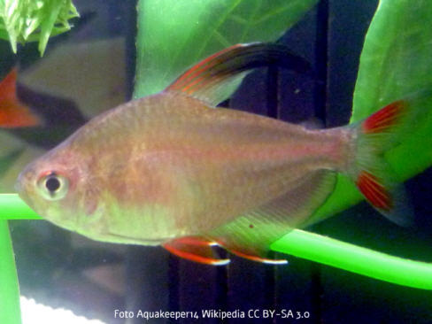 Foto vom Fisch