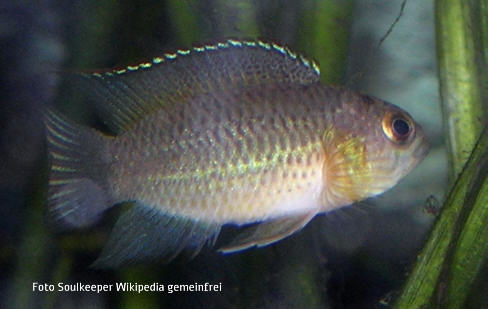 Foto vom Fisch
