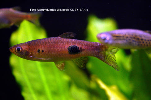 Foto vom Fisch