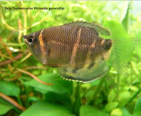 Schokoladengurami