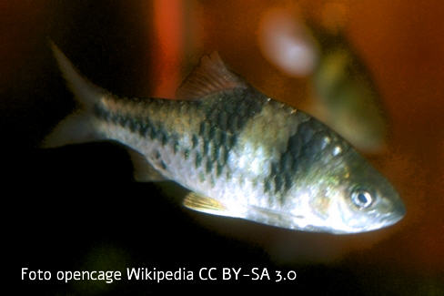 Foto vom Fisch