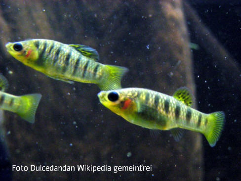 Foto vom Fisch