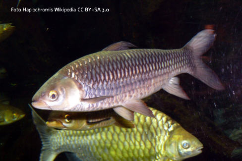 Foto vom Fisch