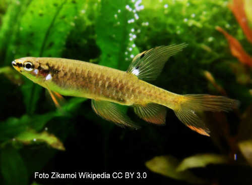 Spritzsalmler