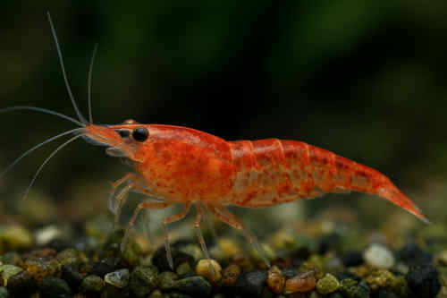 Sri Lanka Zwerggarnele